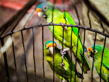 She Is Now Just A Caged Bird