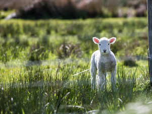 The Lost Sheep