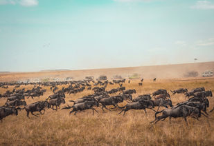 Best Time for Serengeti Wildebeest Migration Safari