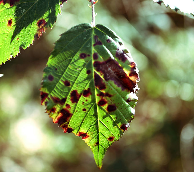 Image by Dirk Röhrig