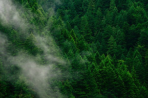 Above a dense, green forest with text overlay