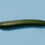 Thumbnail: Cucumber