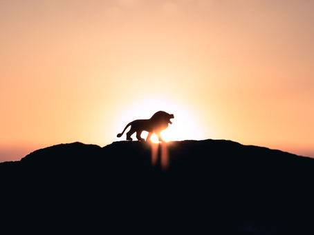 Face to Face with a Lion