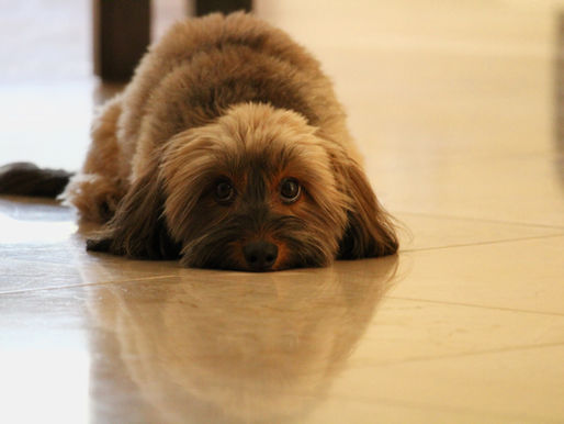 Urine Trouble - Housebreaking Your New Dogs