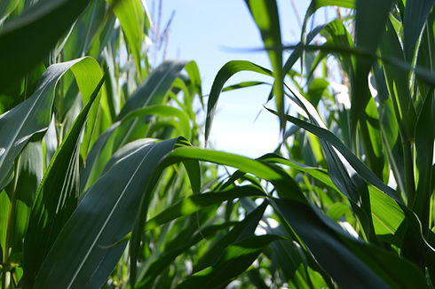 Regeneratively and organically grown plants in healthy soil