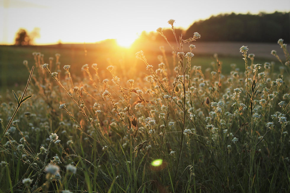 Flowers with a sunrise