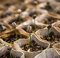 Image of seedlings by Christian Joudrey