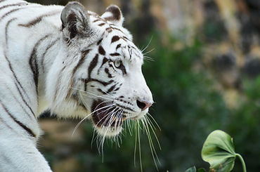 Image by Juan Camilo Guarin P