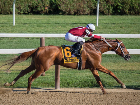 Chestnut horse in a race