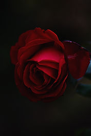 Image by Roksolana Zasiadko