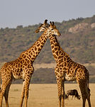 African Safari and Indian Ocean Yacht Charters