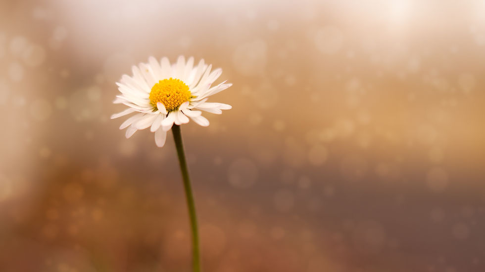 a single daisy
