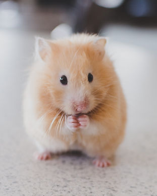 Animals (Toddler)