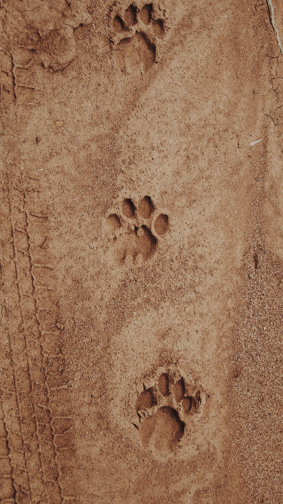 Image by Yassine Khalfalli