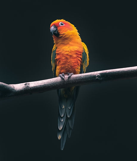 Image by Kevin Mueller