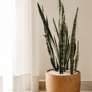 Une plante serpent dans un pot, élégamment placée sur une table, apportant une touche de verdure à l'intérieur, idéale pour embellir un espace de vie.
