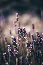 Image by Maxine Ficheux
