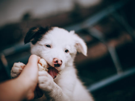 Vacunas para cachorros