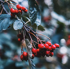 Image by Linus Mimietz