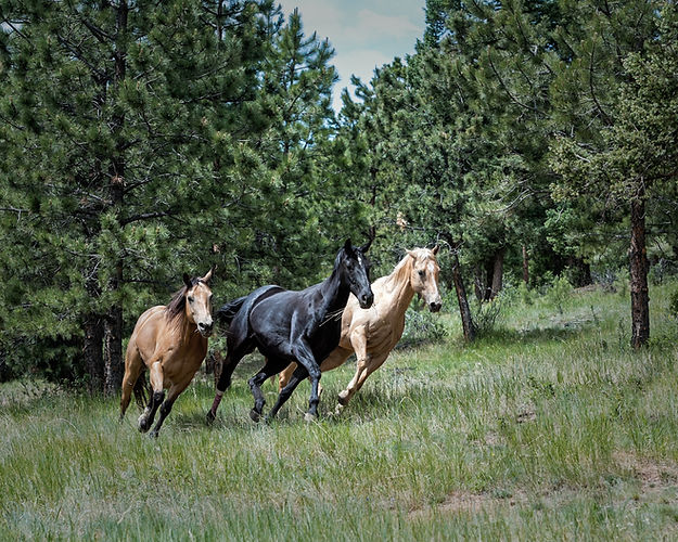 Image by Gene Devine