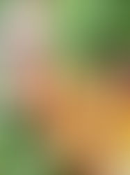 Welttag der Karotte – Knackig, süß und gesund auf dem Ostertisch