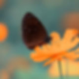 Image by Boris Smokrovic