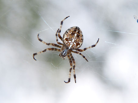 Top 10 Pests You Might Not Be Aware of But Need To Worry About