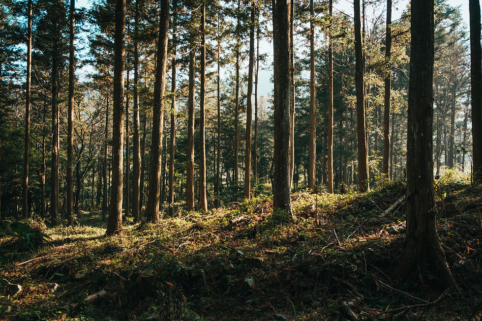 effective wildfire management