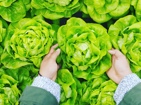 Buffalo Chicken Lettuce Wraps