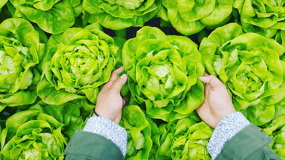 Grüne Salat Köpfe.