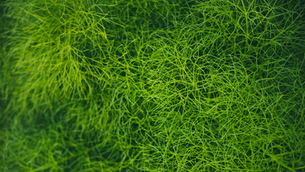 Fennel Blog Post