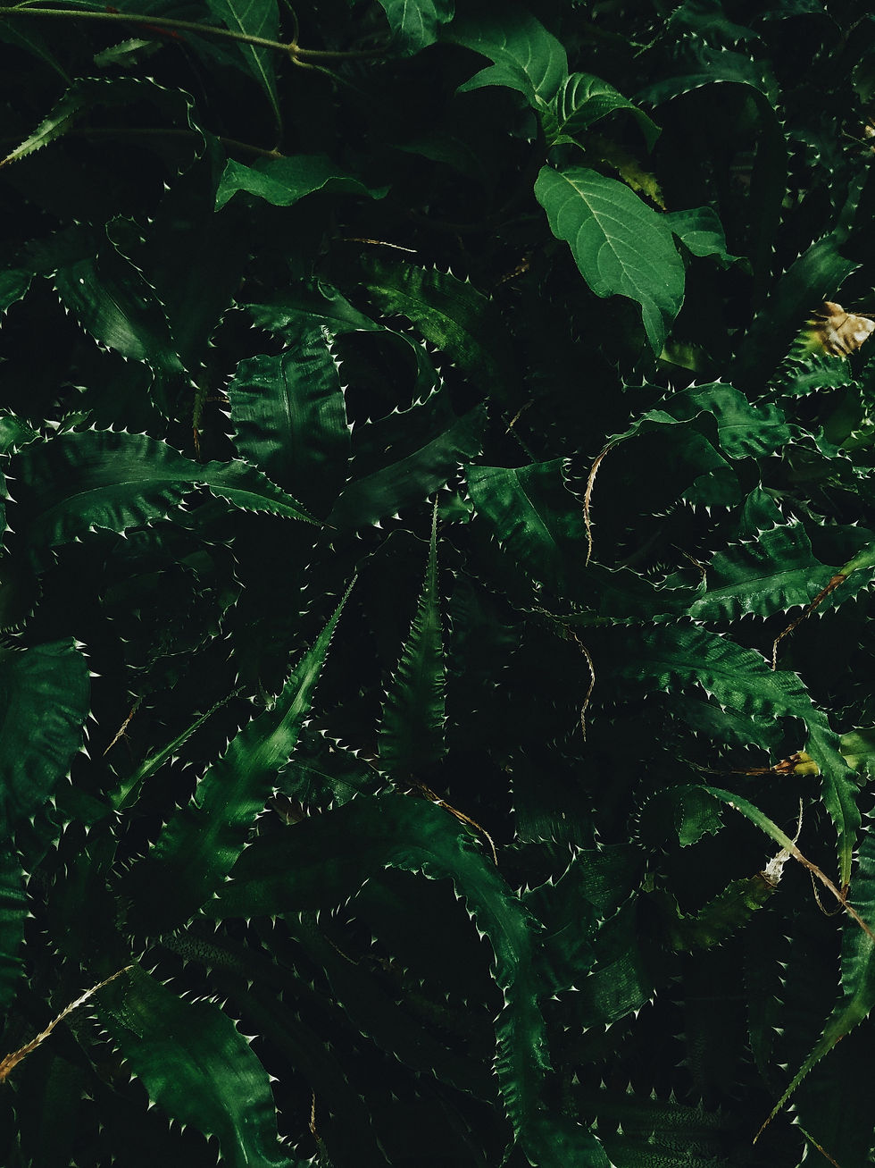 thorny-leaves