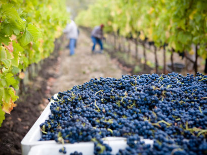 Vendange 2019: Une abondance de raisins dans les vignobles de Champagne !