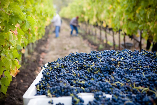 Image by Lasseter Winery