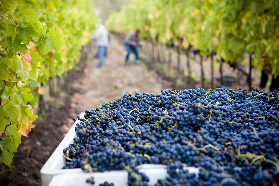 Image by Lasseter Winery