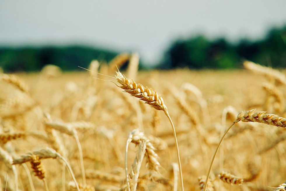 One wheat kernel can't do much, but a field full of them can create some amazing things!