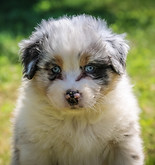 Pastor Ovejero Australiano blue merle