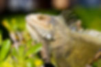 Sherman Arch Iguana Farm
