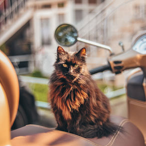 Pitanje: Islamsko stajalište o kastraciji mačaka?