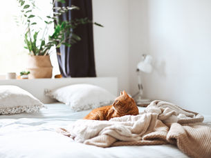 Un chat qui dort sur un lit