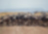 wildebeast in Tanzania