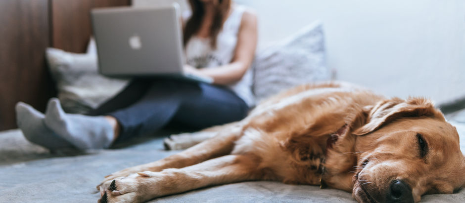 Highly Effective Website for Renting or Finding a Roommate