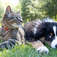 Airline and Cruise Pet Policy