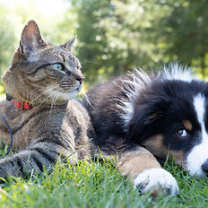 INDIVIDUAL & GROUP PET INSURANCE