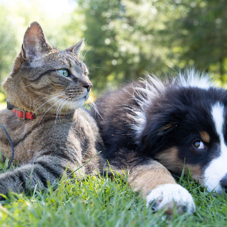 Pets are More Than Lovable Companions