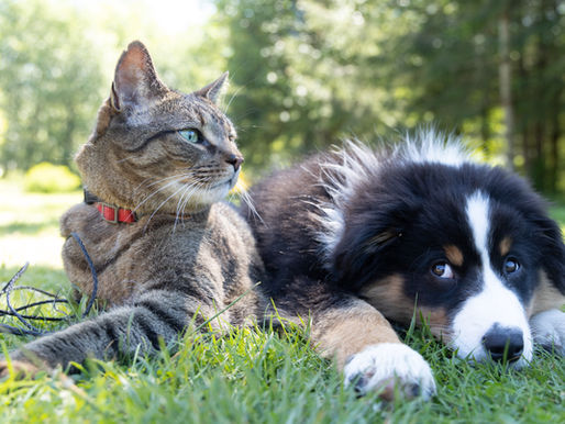 Welcome to the New, Companion BLOG.