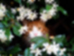 Coastal landscape plant ideas, orange cat with white nose hidden in confederate jasmine vine that has dark green leaves and white fragrant flowers, Newport NC Garden Center, Garden Center Carteret County, Coastal Landscaping, Salt tolerant vines in coastal carolina