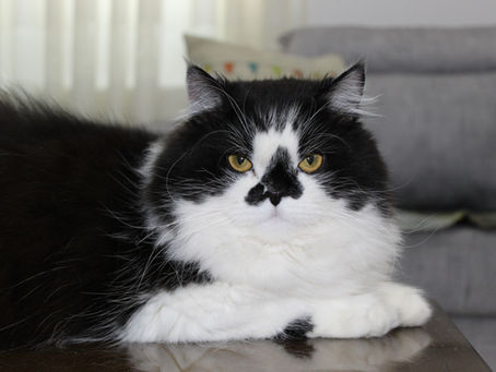 A Cat Sleeping on a couch