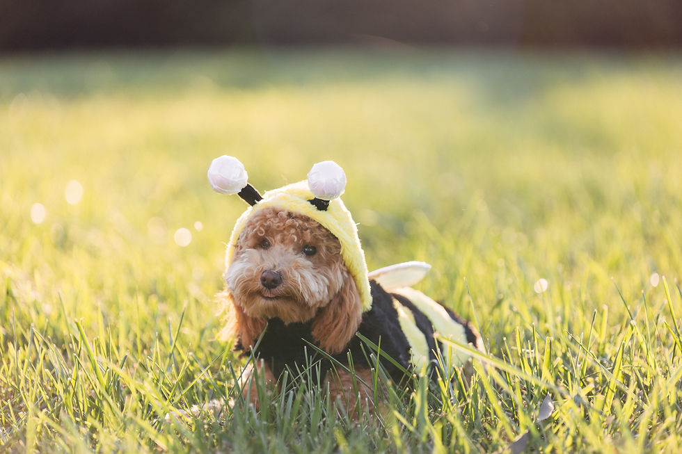 Maltipoo breeder - The doodle club