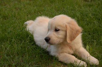 Cream-colored Golden Retriever puppy sitting among yellow flowers in a garden.